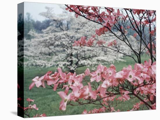 Flowering Dogwood-Henry Groskinsky-Premier Image Canvas