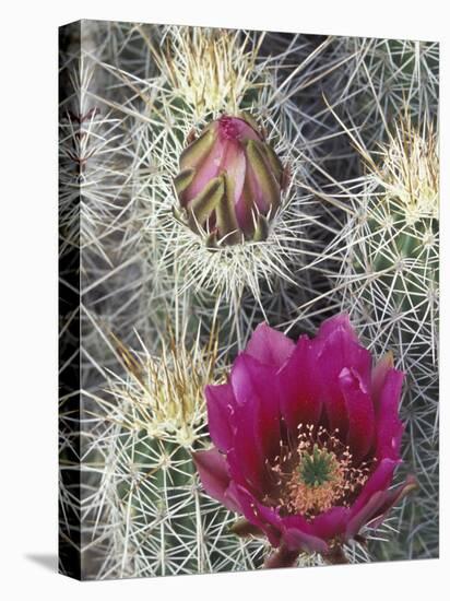 Flowering Hedgehog Cactus, Saguaro National Park, Arizona, USA-Jamie & Judy Wild-Premier Image Canvas