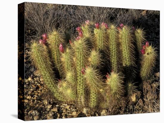 Flowering Hedgehog Cactus, Saguaro National Park, Arizona, USA-Jamie & Judy Wild-Premier Image Canvas