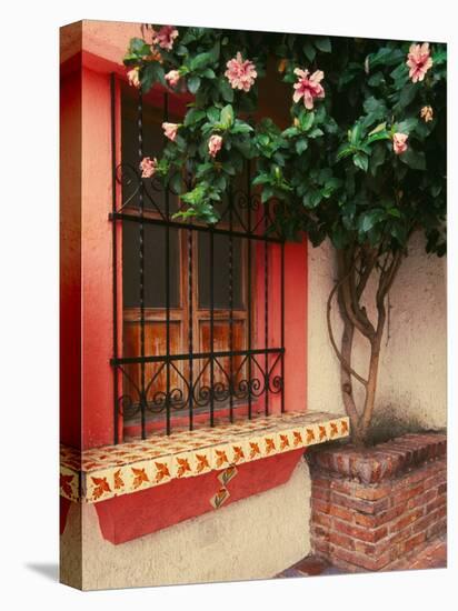 Flowering Hibiscus Near Pink Window, Puerto Vallarta, Mexico-Tom Haseltine-Premier Image Canvas