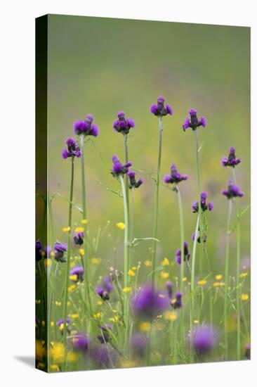 Flowering Meadow with Thistles (Cirsium Rivulare) and Buttercups (Ranunculus) Poloniny Np, Slovakia-Wothe-Premier Image Canvas