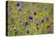 Flowering Meadow with Thistles (Cirsium Rivulare) and Buttercups (Ranunculus) Poloniny Np, Slovakia-Wothe-Premier Image Canvas