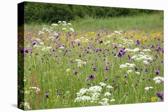 Flowering Meadow with Thistles (Cirsium Rivulare) Poloniny Np, Western Carpathians, Slovakia-Wothe-Premier Image Canvas