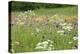 Flowering Meadow with Thistles (Cirsium Rivulare) Poloniny Np, Western Carpathians, Slovakia-Wothe-Premier Image Canvas