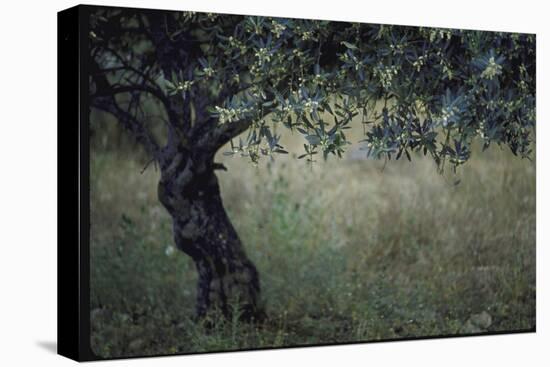 Flowering Olive Tree Growing in a Field-Paul Schutzer-Premier Image Canvas