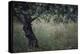 Flowering Olive Tree Growing in a Field-Paul Schutzer-Premier Image Canvas