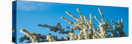 Flowering Pear Tree Number 2-Steve Gadomski-Premier Image Canvas