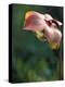 Flowering Pitcher Plant in a Bog, Cherry Pond, Pondicherry National Wildlife Refuge-Jerry & Marcy Monkman-Premier Image Canvas