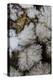 Flowering Plume Agate, Quartzsite, Arizona-Darrell Gulin-Premier Image Canvas