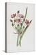 Flowering Rush (Chromolitho)-Frederick Edward Hulme-Premier Image Canvas