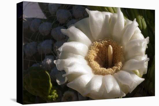 Flowering Saguaro Cactus, Saguaro National Park, Tucson, Arizona, USA-Peter Hawkins-Premier Image Canvas