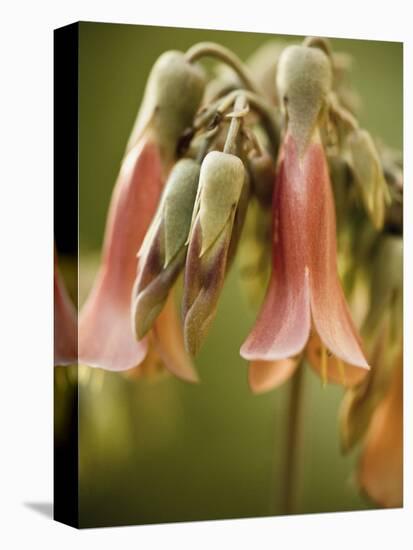 Flowering succulent-Angela Drury-Premier Image Canvas