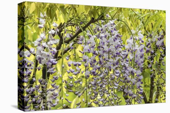 Flowering wisteria vines, Portland Japanese Garden, Oregon.-William Sutton-Premier Image Canvas
