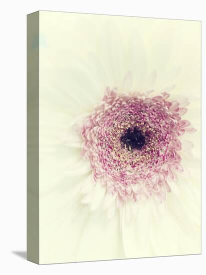 Flowers Aglow II-Judy Stalus-Premier Image Canvas