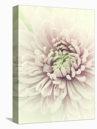 Flowers Aglow IV-Judy Stalus-Premier Image Canvas