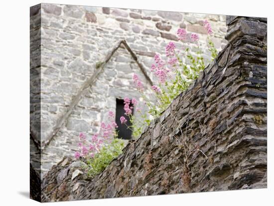 Flowers and Church Ruins, County Waterford, Ireland-William Sutton-Premier Image Canvas