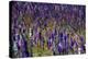 Flowers at a Farm in the Willamette Valley of Oregon-Bennett Barthelemy-Premier Image Canvas