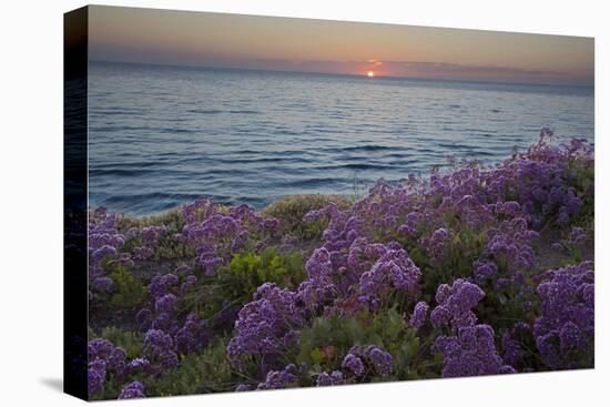 Flowers at Sunset, Del Mar Coast California, USA-Charles Gurche-Premier Image Canvas