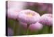 Flowers, Bellis, Pink, Close-Up-Brigitte Protzel-Premier Image Canvas