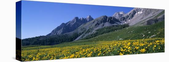 Flowers Growing on a Field, French Riviera, France-null-Premier Image Canvas