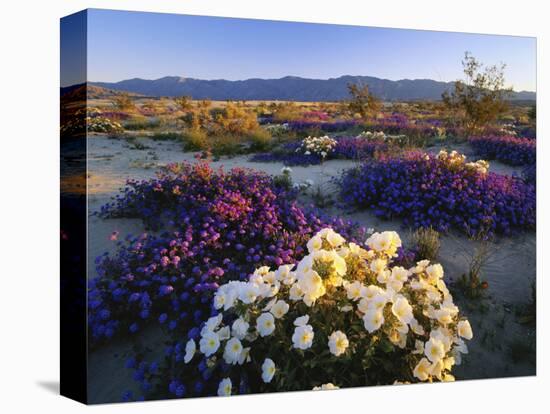 Flowers Growing on Desert, Anza Borrego Desert State Park, California, USA-Adam Jones-Premier Image Canvas