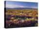 Flowers Growing on Desert Landscape, Sonoran Desert, Anza Borrego Desert State Park, California, US-Adam Jones-Premier Image Canvas