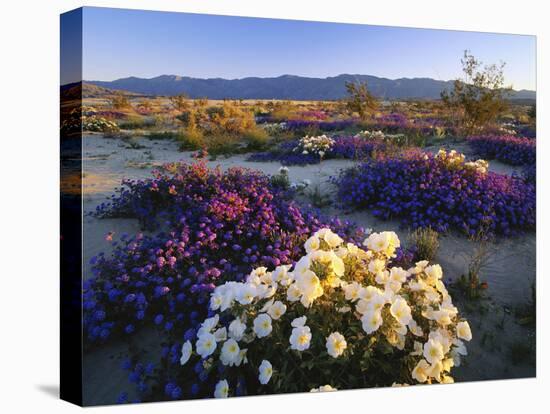 Flowers Growing on Dessert Landscape, Sonoran Desert, Anza Borrego Desert State Park, California-Adam Jones-Premier Image Canvas
