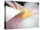 Flowers II-Jim Christensen-Premier Image Canvas