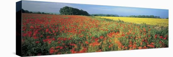 Flowers in a Field, Bath, England-null-Premier Image Canvas