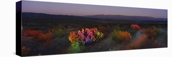 Flowers in a Field, Big Bend National Park, Texas, USA-null-Premier Image Canvas