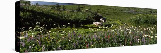 Flowers in a field, Mt Rainier National Park, Pierce County, Washington State, USA-null-Premier Image Canvas