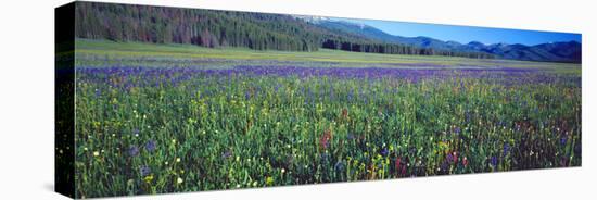 Flowers in a Field, Salmon, Idaho, USA-null-Premier Image Canvas