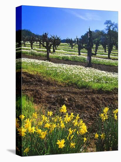 Flowers in a Vineyard at the Sausal Winery, Sonoma County, California, USA-John Alves-Premier Image Canvas