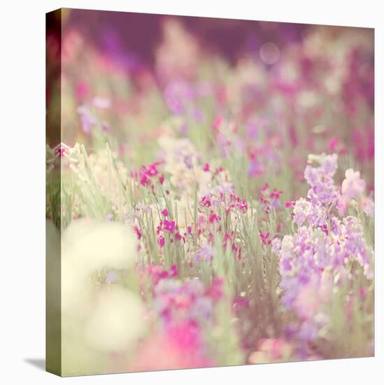 Flowers in Bloom-Myan Soffia-Premier Image Canvas