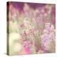 Flowers in Bloom-Myan Soffia-Premier Image Canvas