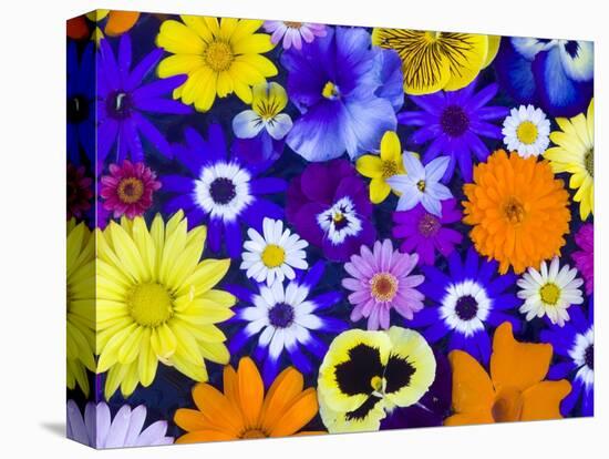 Flowers in Blues and Yellows-Darrell Gulin-Premier Image Canvas