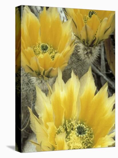 Flowers in Chihuahuan Desert, Big Bend National Park, Texas, USA-Scott T^ Smith-Premier Image Canvas