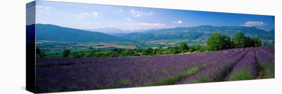 Flowers in Field, Lavender Field, La Drome Provence, France-null-Premier Image Canvas