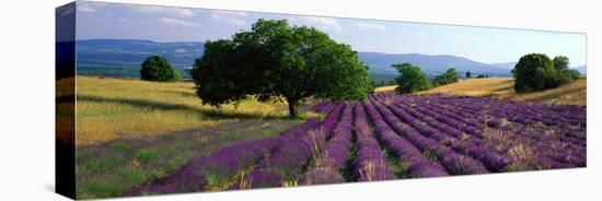 Flowers in Field, Lavender Field, La Drome Provence, France-null-Premier Image Canvas