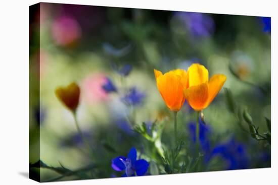 Flowers in the Garden of the Alhambra-Alex Saberi-Premier Image Canvas