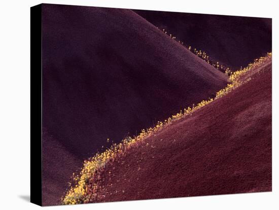 Flowers in the Gullies, Painted Hills, John Day Fossil Beds National Monument, Oregon, USA-Charles Sleicher-Premier Image Canvas