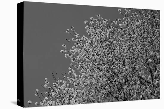 Flowers in Tree B/W-null-Stretched Canvas