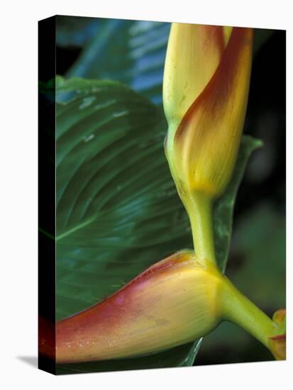 Flowers of Heliconia in the Carara Biological Reserve, Costa Rica-Scott T. Smith-Premier Image Canvas