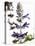 Flowers of Salvia Speciosa-Dieter Heinemann-Premier Image Canvas