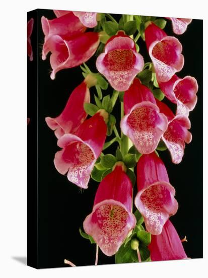 Flowers of the Foxglove, Digitalis-Michael Marten-Premier Image Canvas