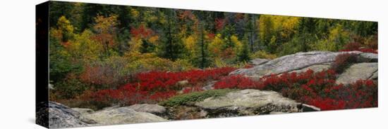 Flowers on Rocks, Acadia National Park, Maine, USA-null-Premier Image Canvas