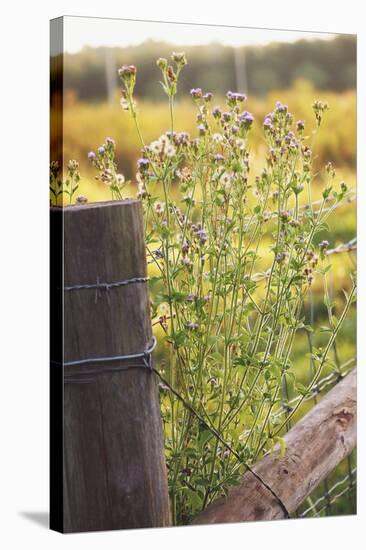 Flowers On The Fence I-Gail Peck-Stretched Canvas