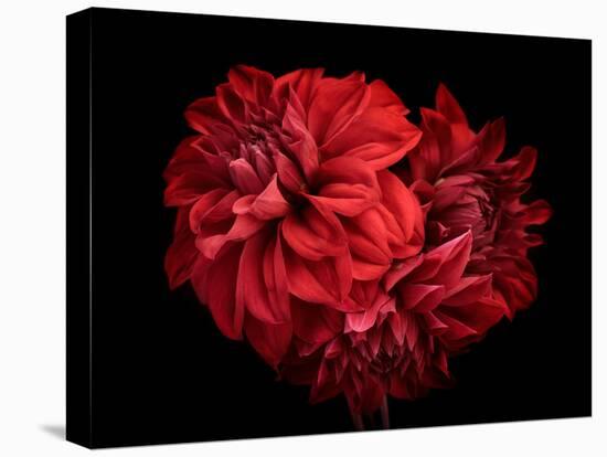 Flowers Red Dahlia, Buds Close-Up. Black Background.-null-Premier Image Canvas