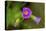 Flowers-Gordon Semmens-Premier Image Canvas
