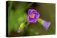 Flowers-Gordon Semmens-Premier Image Canvas